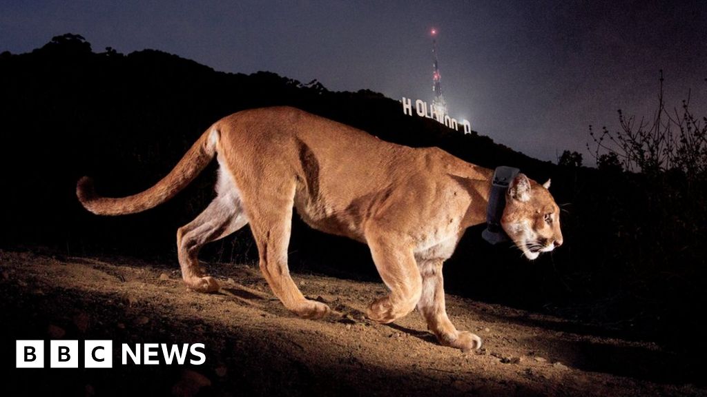 P-22, Hollywood’s celeb mountain lion, ends his reign