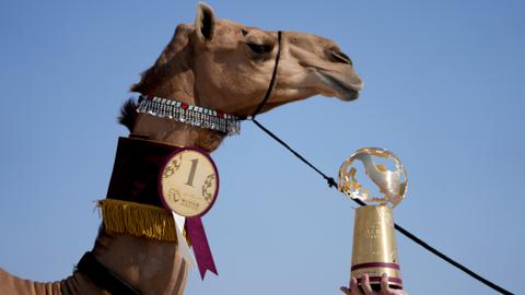 Camel magnificence contest amongst World Cup sidelines sights