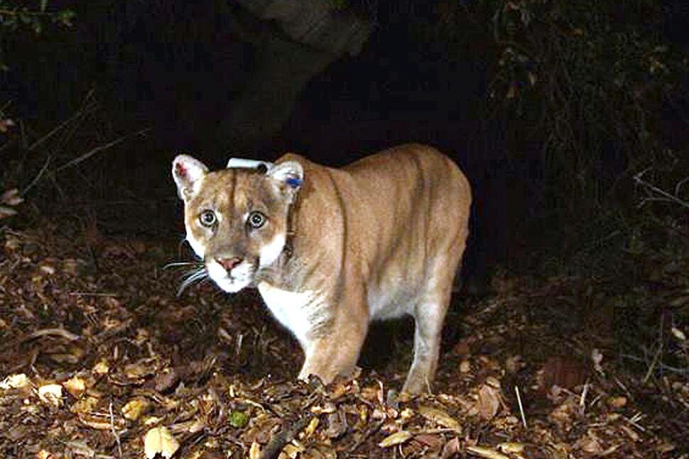 Famed LA Mountain Lion Euthanized Following Well being Issues