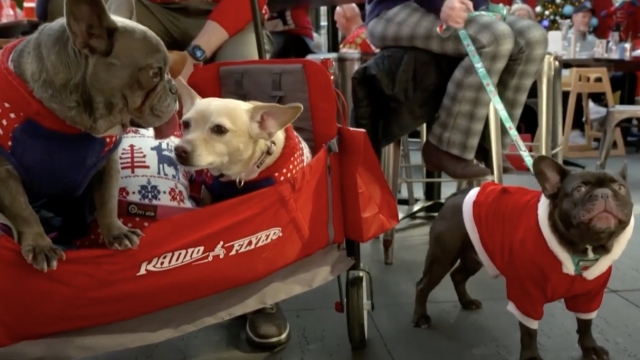 Ugly Christmas Sweaters Are a Vacation Staple, Even For Pets (VIDEO)