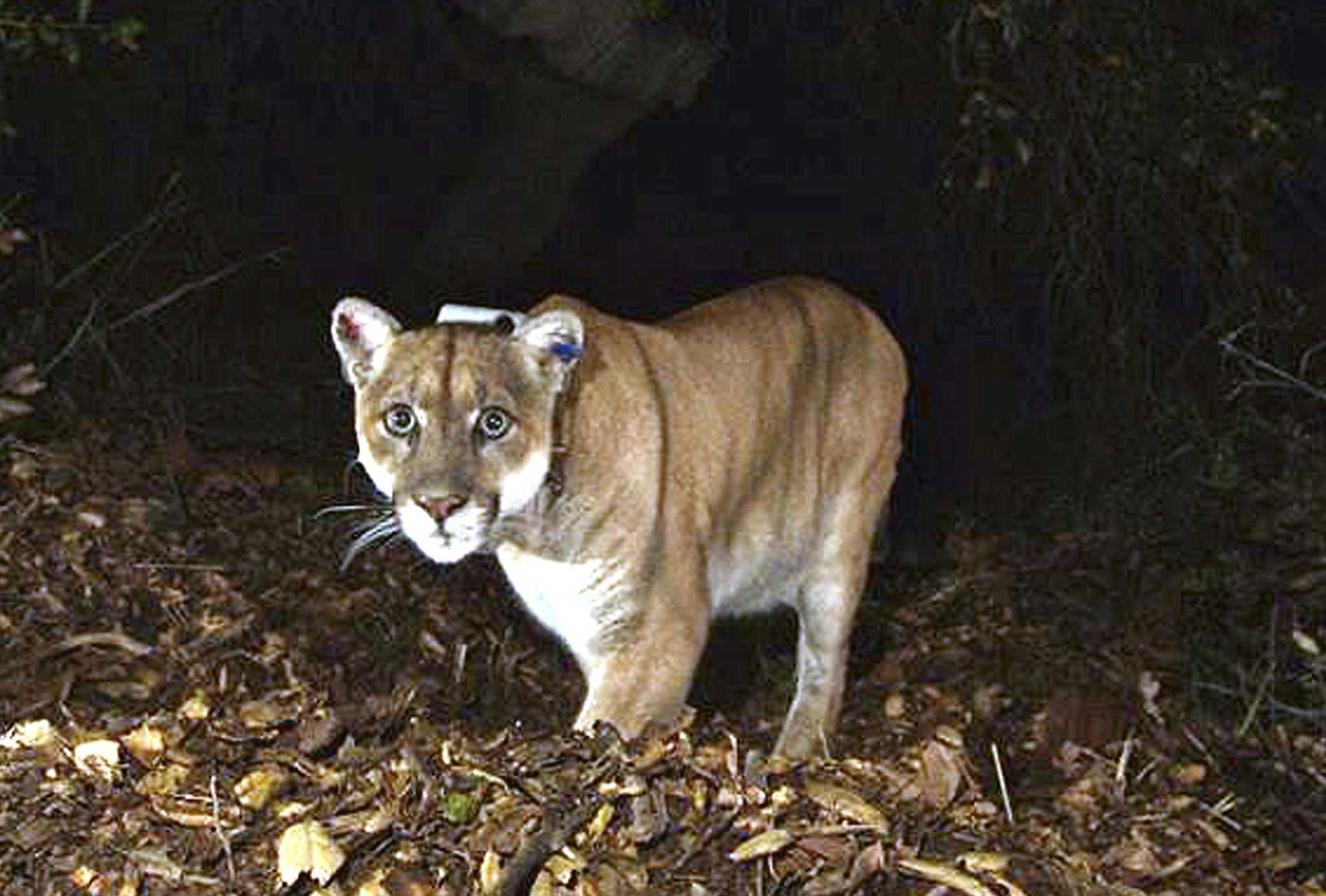 Superstar L.A. mountain lion P-22 euthanized following harm