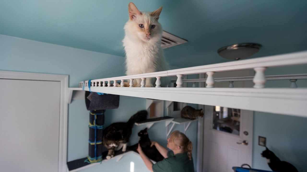 Pet-friendly dwelling areas: From cat patios to dog-washing stations