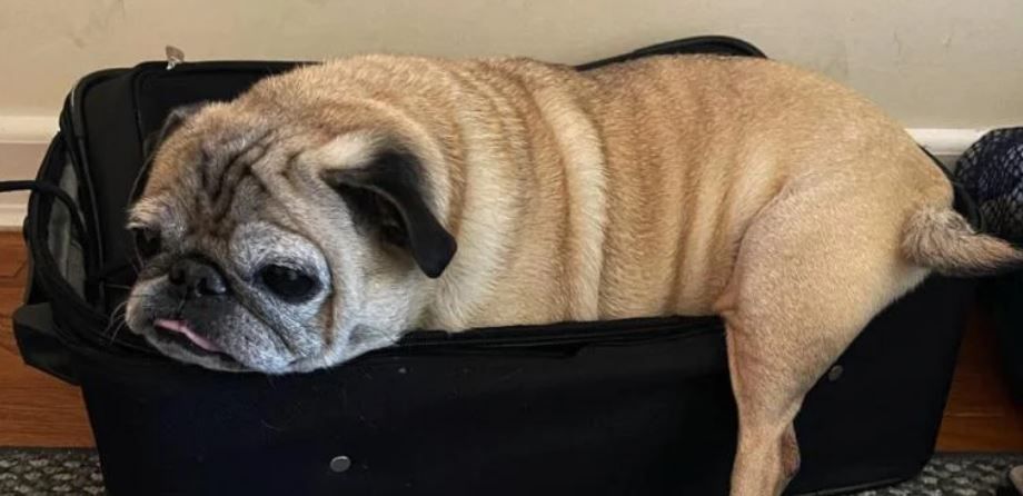 Superstar canine Noodles, with 4.4 million followers on TikTok, dies