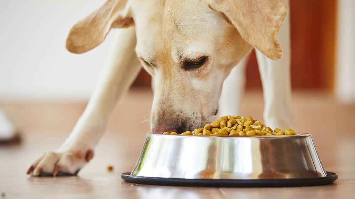 Mankind Pharma enters pet-care phase with PetStar Canine Meals