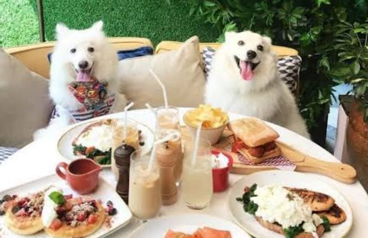 Gurugram residents search norms for ‘pet-friendly’ eating places : The Tribune India