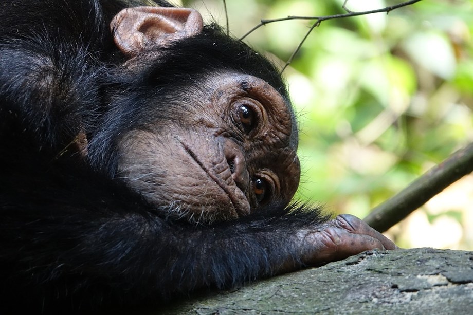 Sweden: chimps euthanized after escaping from zoo enclosure