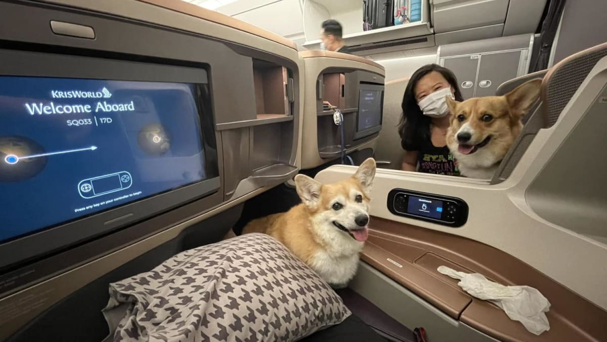 Corgis in enterprise class: These 2 canine travelled in type on Singapore Airways