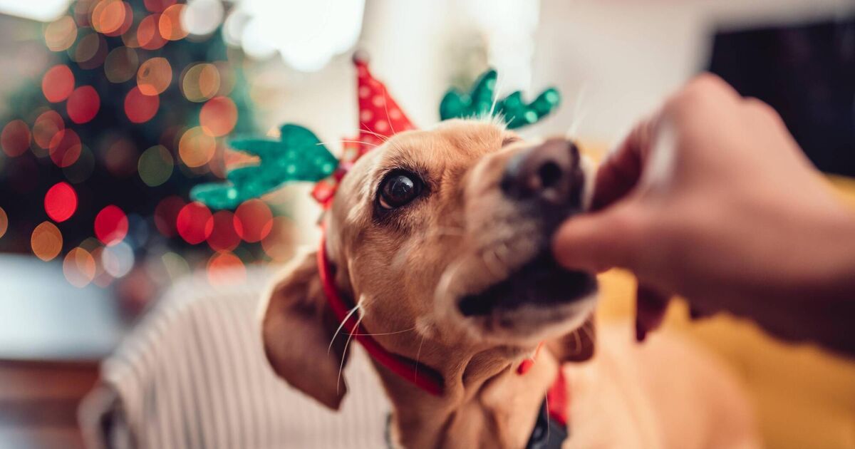 The information about feeding your pets Christmas leftovers and treats