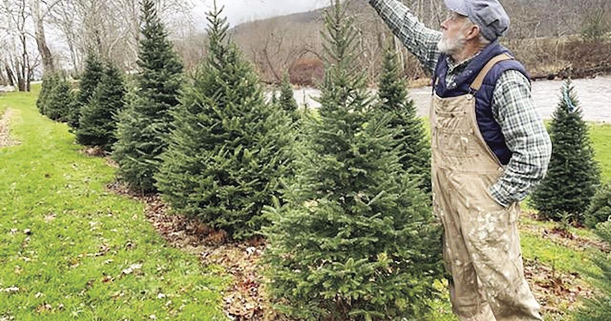 Life-style: Rising Christmas timber takes nice care | Existence