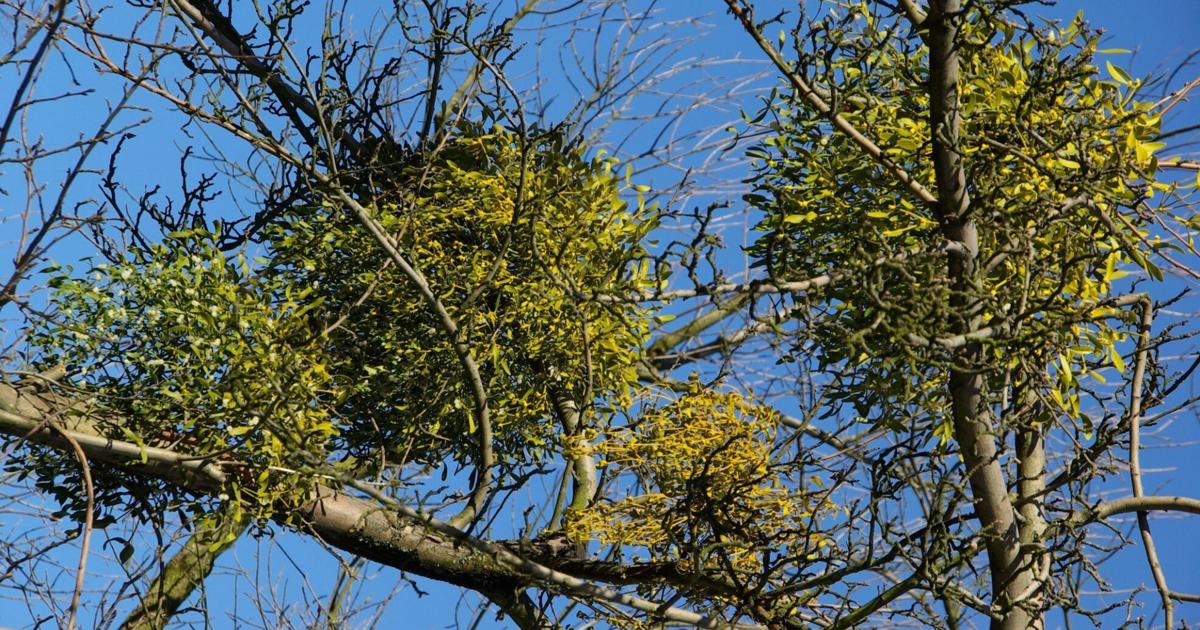 GARDENING WITH THE MASTERS: Mistletoe – A local plant Christmas ornament | Life-style