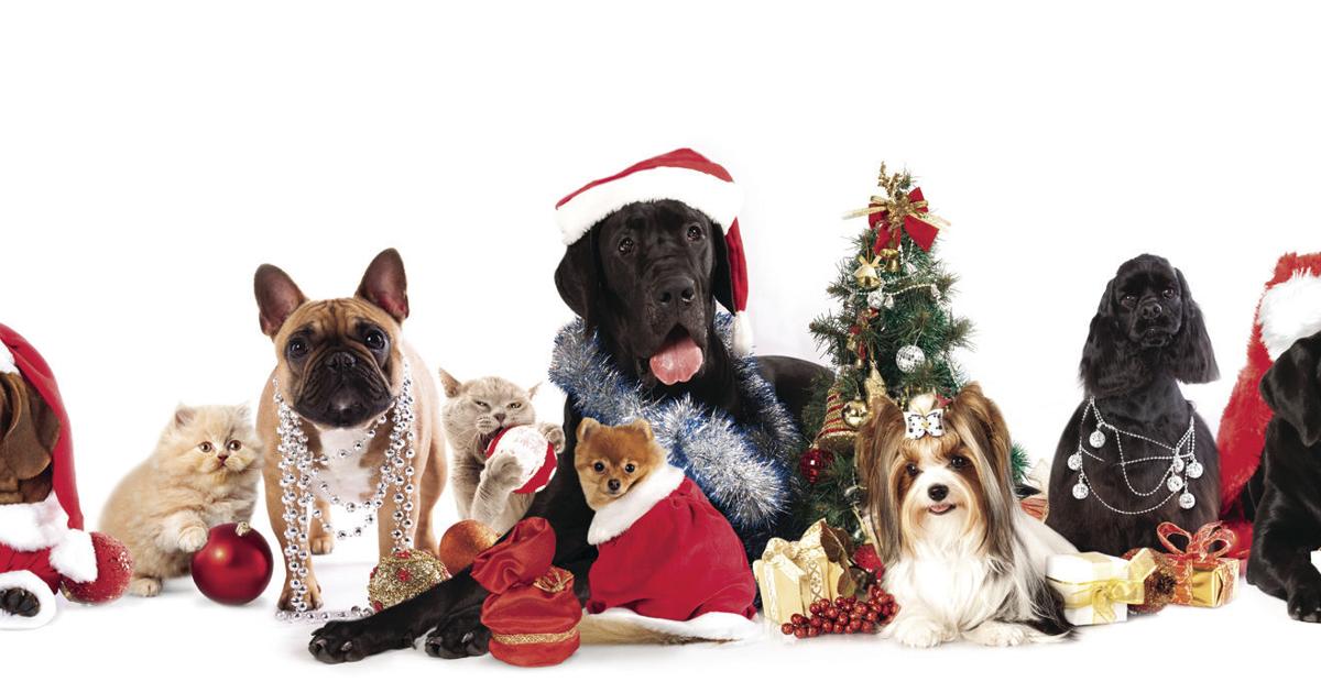 Make Your Pet’s Vacation Goals Come True with These Present Concepts! | Nationwide Information