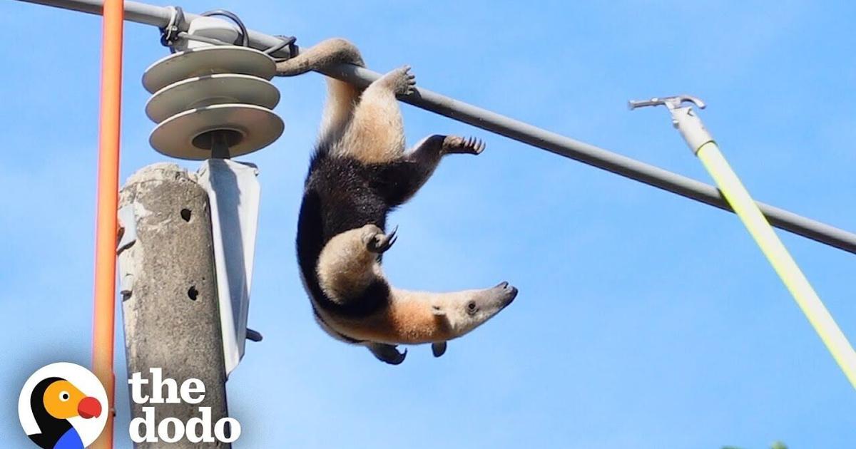 Anteater Rescued From Energy Line | The Dodo | Pets