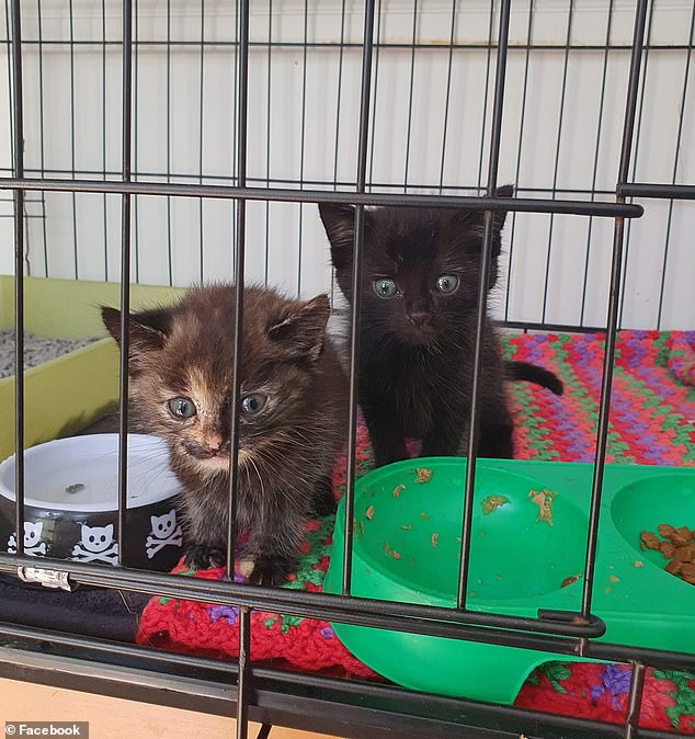 Kittens dumped in procuring bag close to Mount Gambier miraculously saved by passing motorist