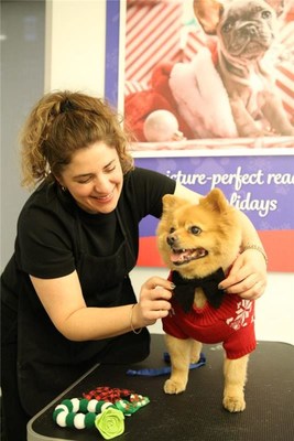 Hill’s Pet Diet and Superstar Groomer Jess Rona Workforce As much as Assist Get Small and Mini-Dimension Canines Vacation-Prepared with Grooming and Diet Recommendation