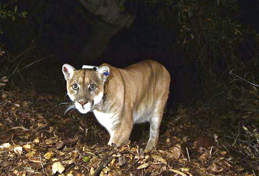 Movie star Mountain Lion P-22 To Be Eliminated From Griffith Park After Assaults