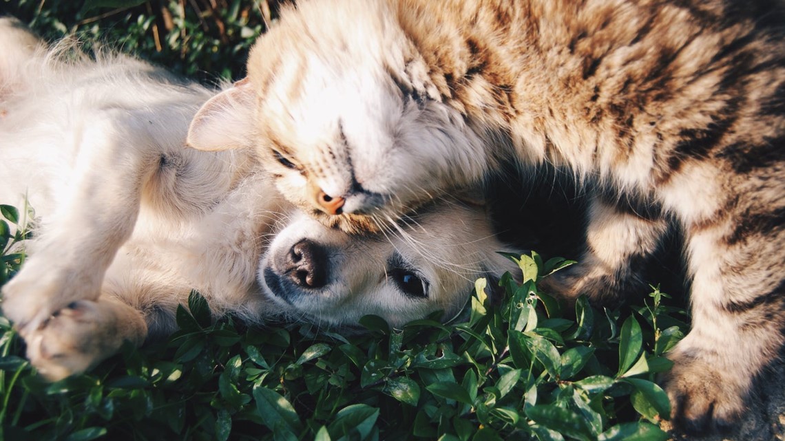 Pets for Life get insulated canine homes forward of chilly temps