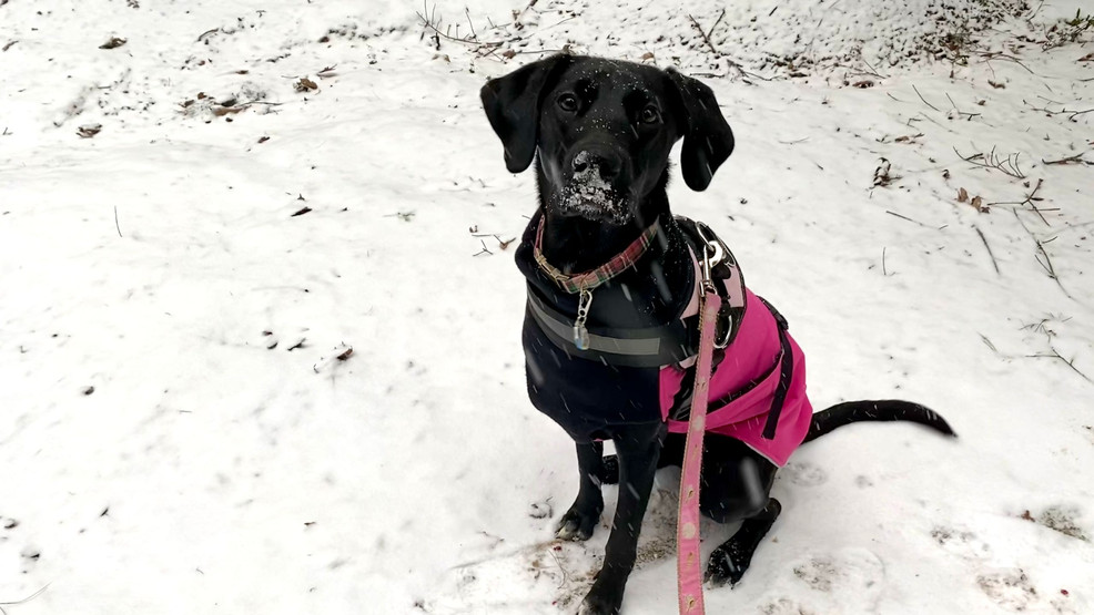 7News On Your Facet: Recommendations on conserving your pets secure throughout chilly climate – WJLA