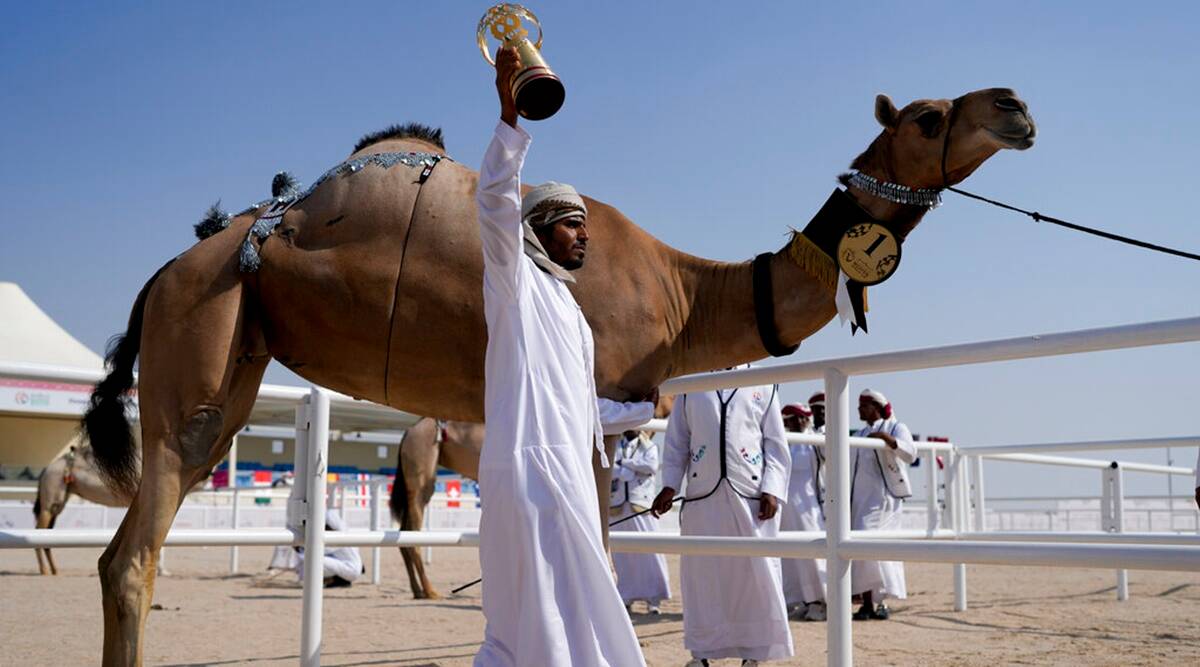 Camel pageant is amongst World Cup’s sidelines sights