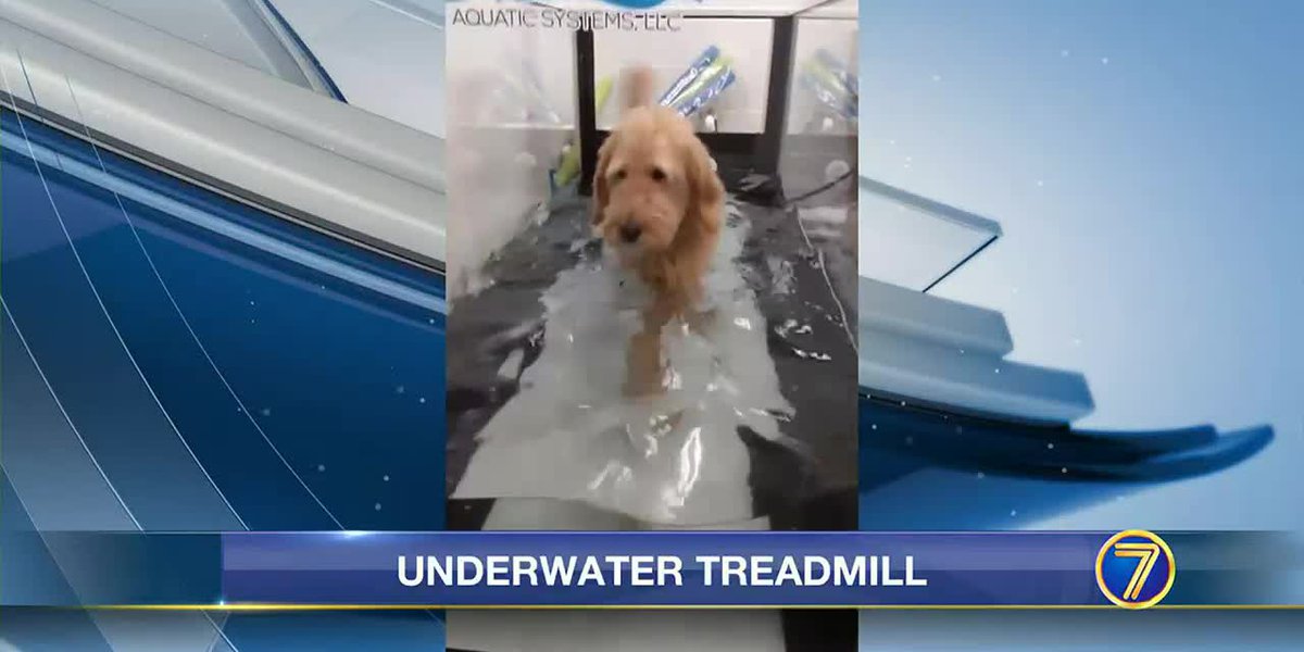 Utilizing underwater treadmills for pets