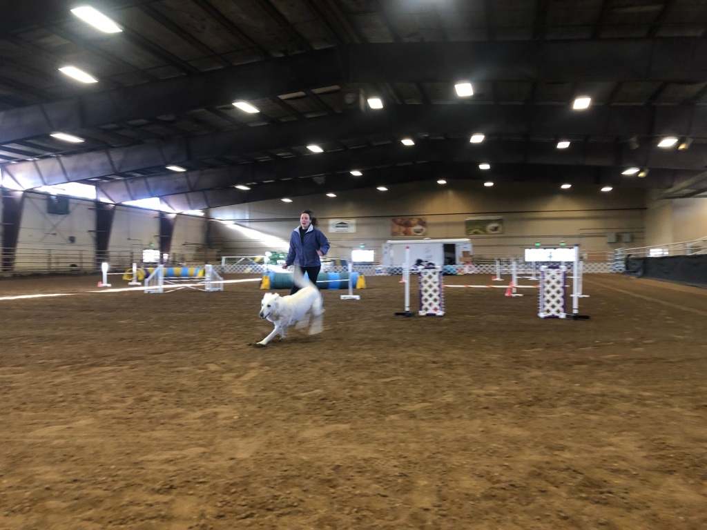 Pets and people alike discover enjoyable in canine agility trials