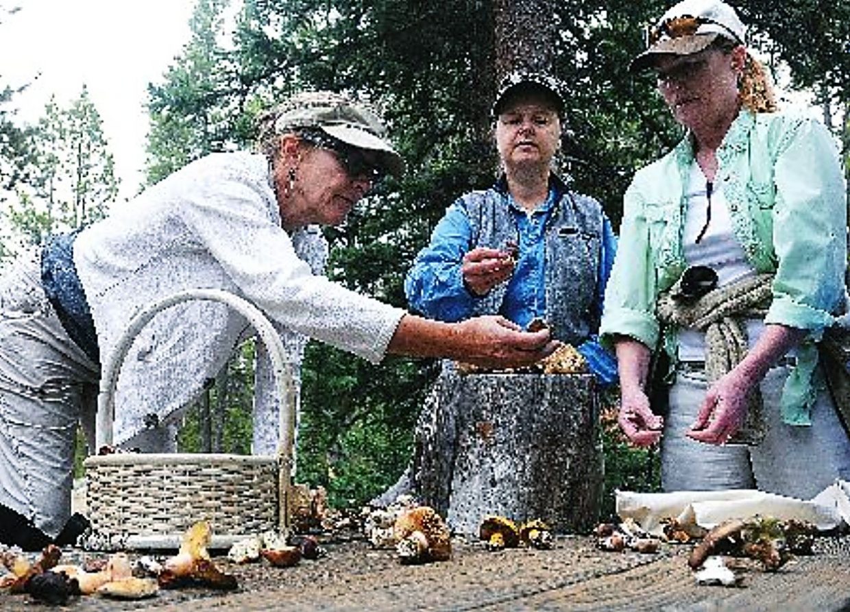 Eagle Mushroom and Wild Meals Pageant cancels 2023 occasion over scheduling battle