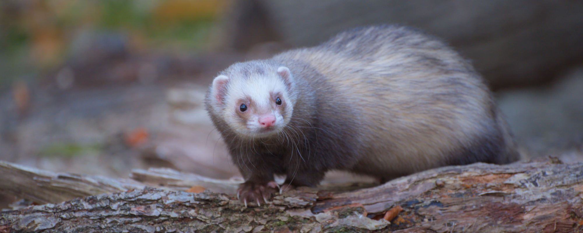 On This Day in Music Historical past: Three Ferrets Save a New Yr’s Eve Live performance