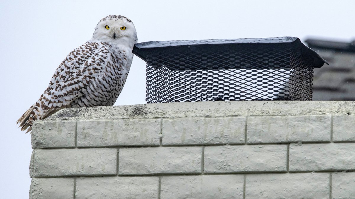 Snowy Owl Perches on Residence in Southern California, Delighting Residents – NBC Los Angeles