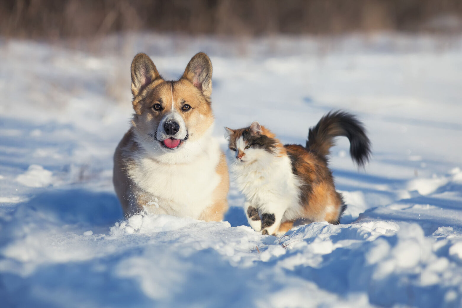 The best way to maintain your pets secure throughout frigid climate