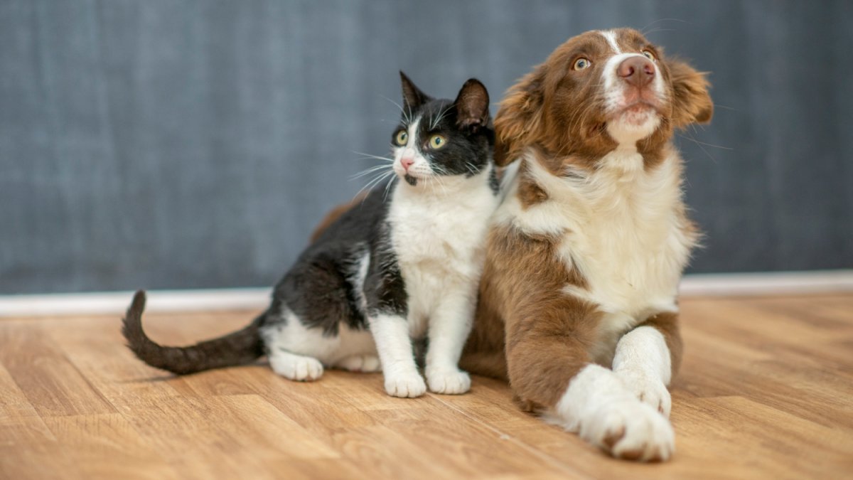 Pet Adoption Charges Waived Throughout December at Miami-Dade County Animal Companies – NBC 6 South Florida