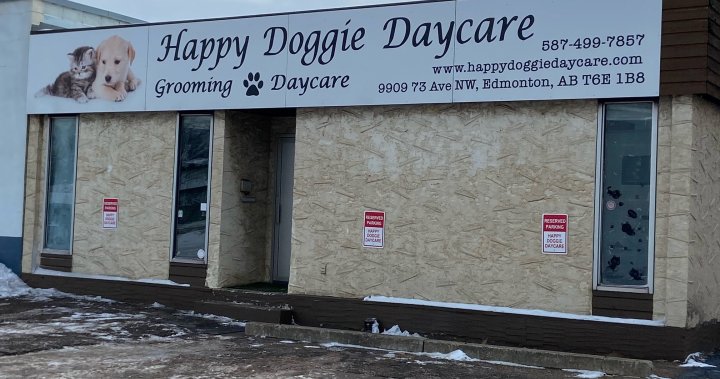 Pets seized from south Edmonton doggy daycare underneath Animal Safety Act – Edmonton