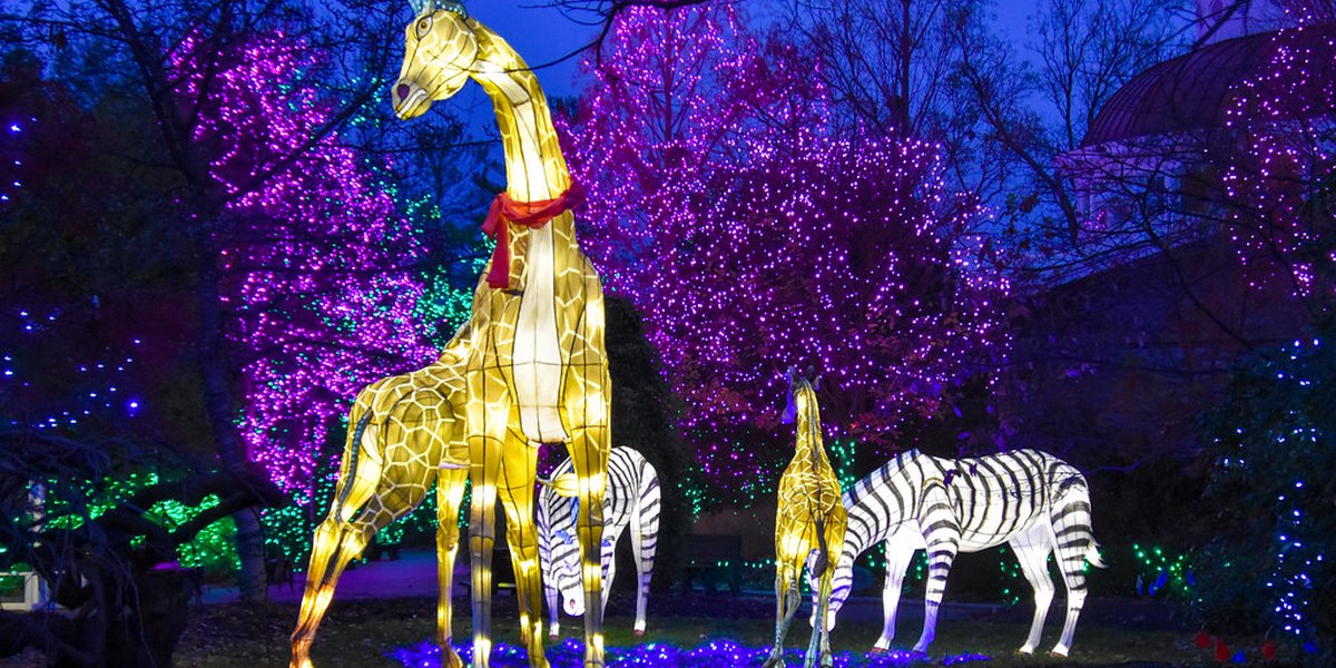 Cincinnati Zoo’s Pageant of Lights ranked greatest within the U.S.