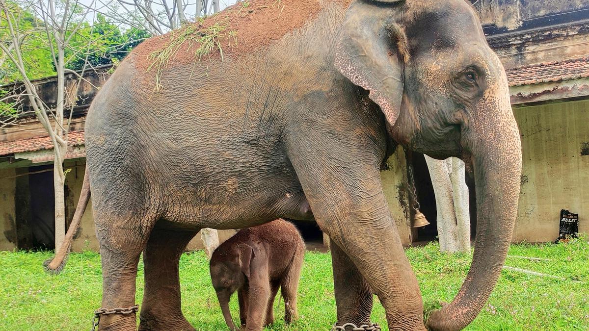 Wildlife Act modification misses probability to free captive elephants