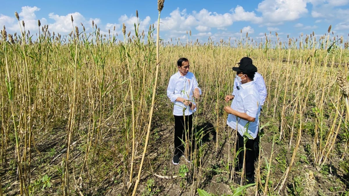 ‘It will likely be identical to rice’: Why Indonesia turns to sorghum as various staple meals?