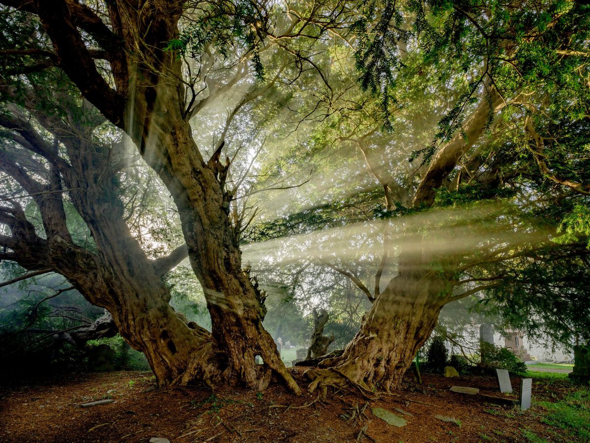 Timber that gave Tolkien inspiration for Hobbit books included in Royal celebration of woodland