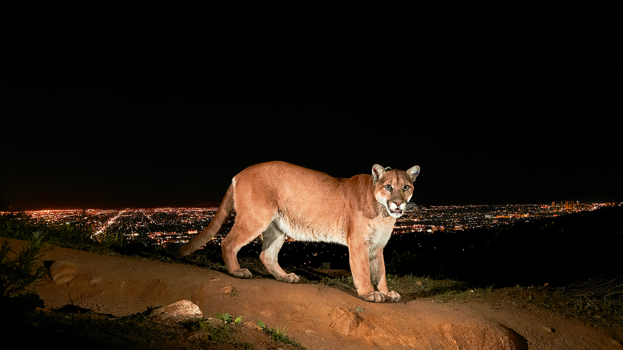 Remembering P-22, Superstar Mountain Lion Who Roamed Los Angeles