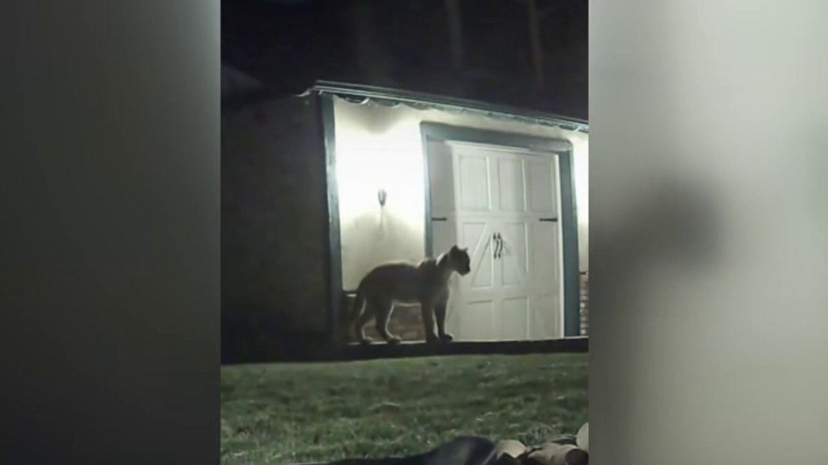 Mountain Lion Captured on Video Strolling Round Monrovia House – NBC Los Angeles