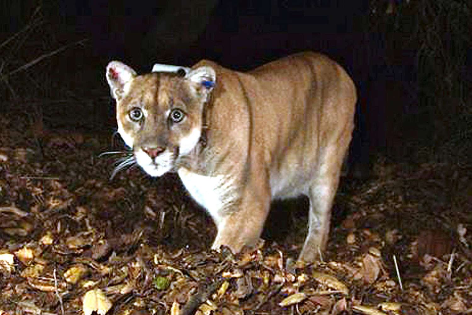 Well-known L.A. Mountain Lion P-22 Euthanized After Struggling Accidents