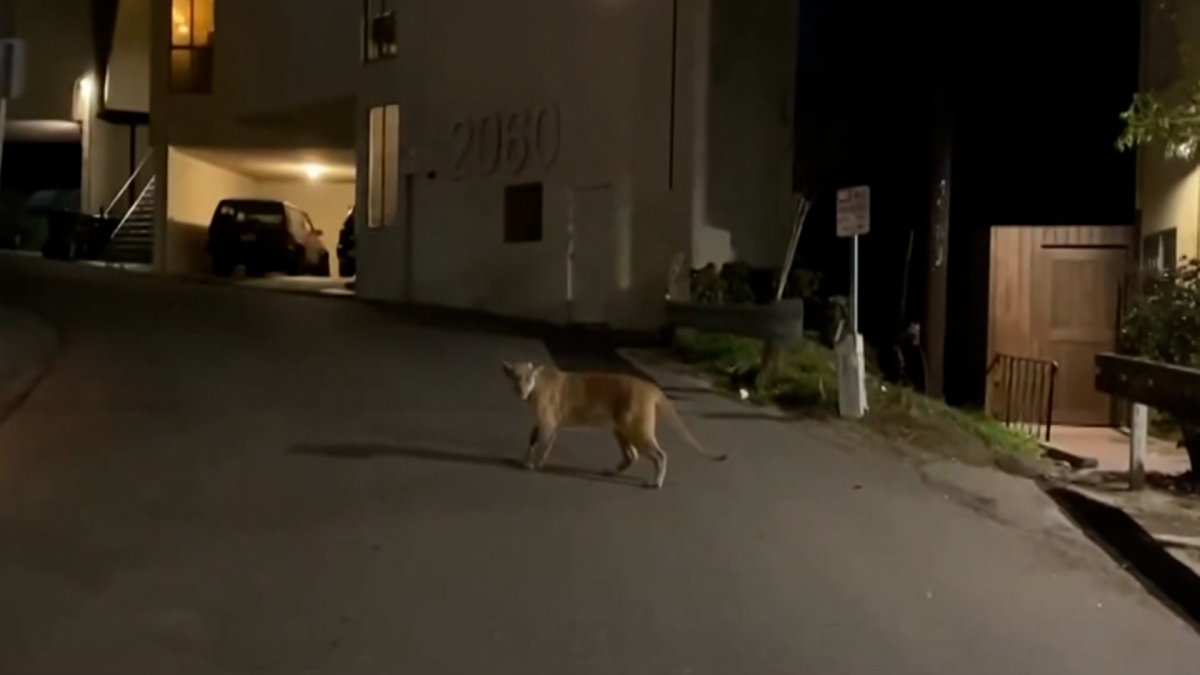 Superstar Los Angeles Mountain Lion, P-22, Has Been Euthanized – NBC4 Washington