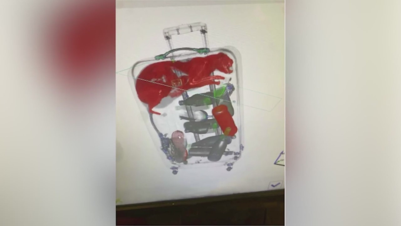 TSA finds pets in baggage throughout X-ray screenings