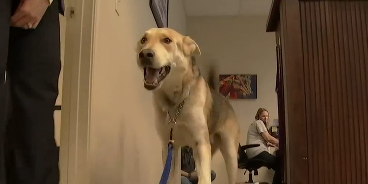 Lacking canine discovered almost 1,800 miles away from house: ‘It’s only a blessing’