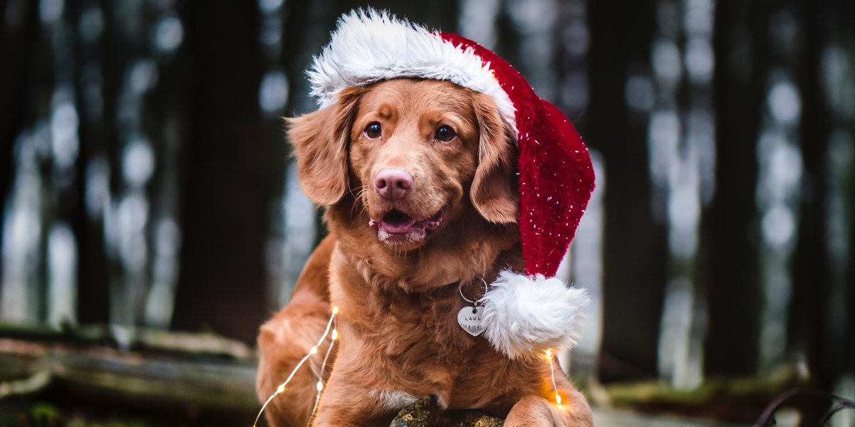 Capital Space Humane Society wants secret Santas for adoptable pets