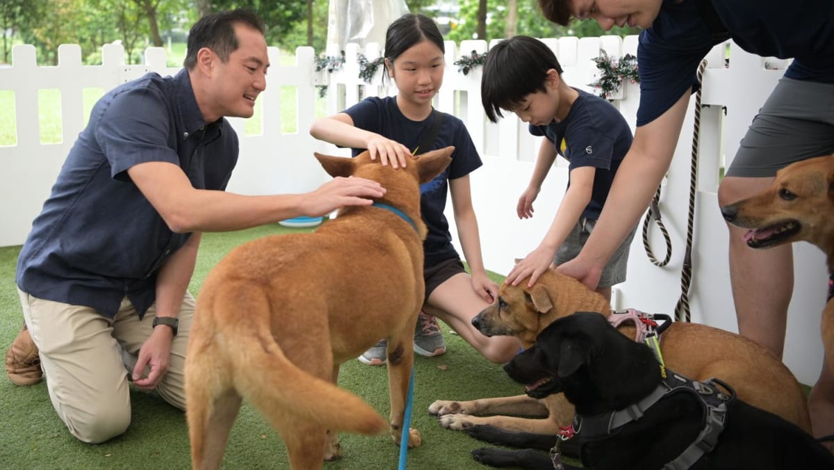 Singapore launches new canine coach accreditation scheme