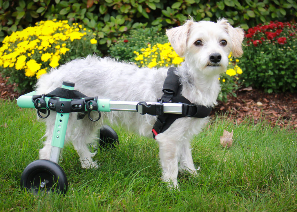 UK-Based mostly Lintbells Acquires Mobility Model Walkin’ Pets