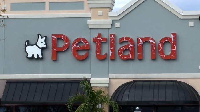 Florida pet retailer should pay for sick, dying puppies, legal professional common says