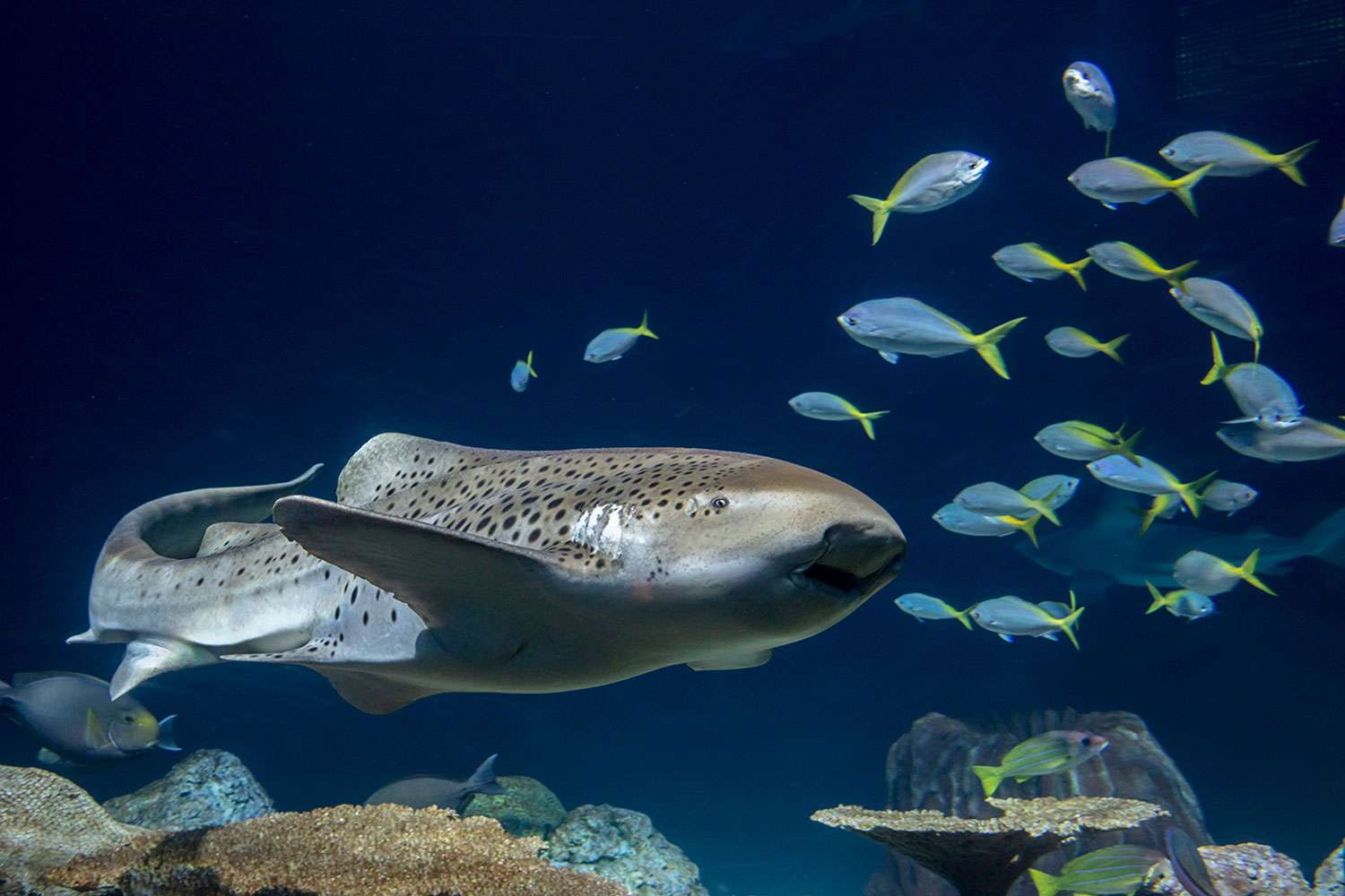 Zebra Shark at Chicago’s Shedd Aquarium Had Pups By means of Virgin Start