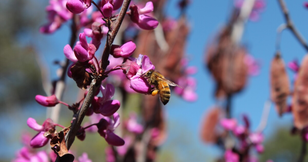 Advanced habitat components have an effect on well being of bees, however numerous wildflowers assist