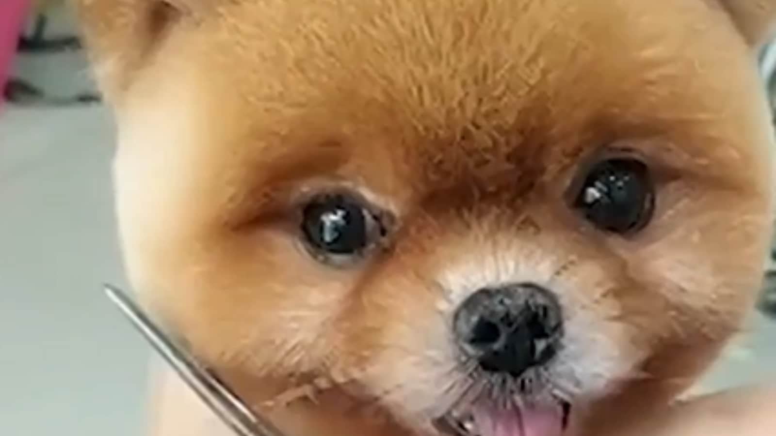 Video of Pets Getting Haircuts by Thailand Groomer is simply too Cute to Miss