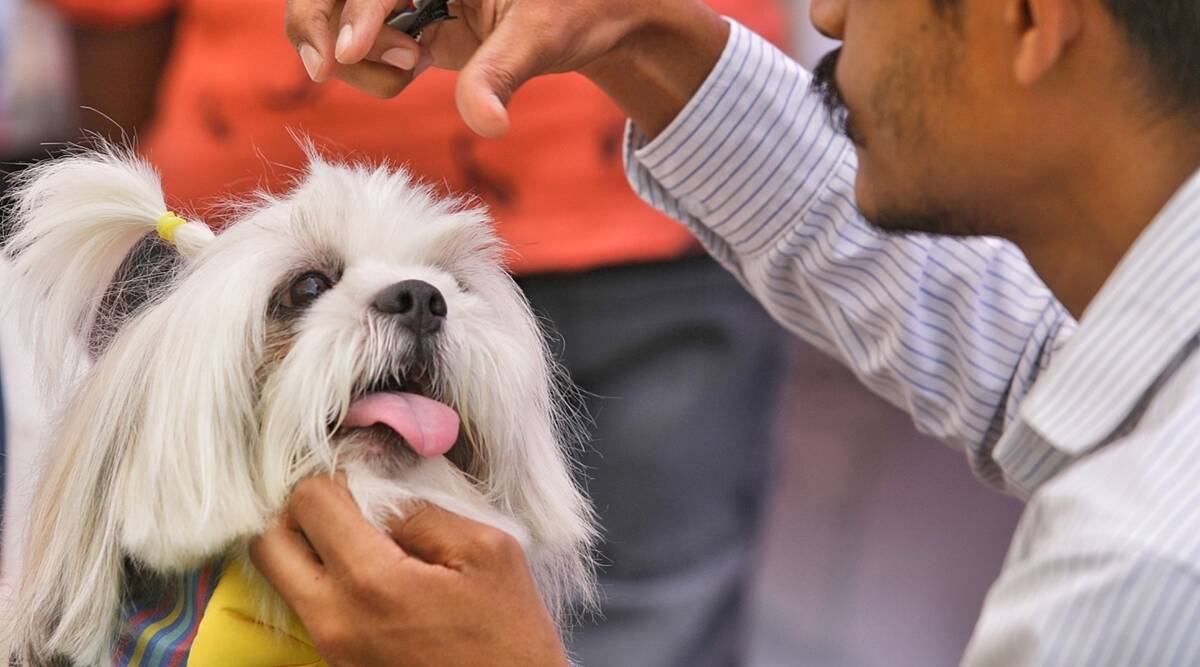 Pet canine registration: Gurgaon civic physique modifies order, says first discover ‘was misinterpreted’