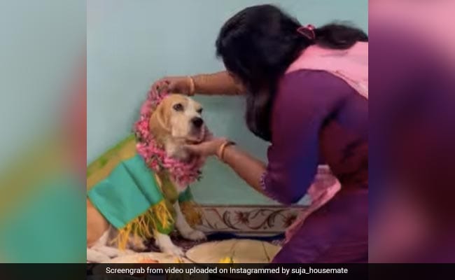 Lady Performs Child Bathe For Her Pet Canine With Conventional Rituals