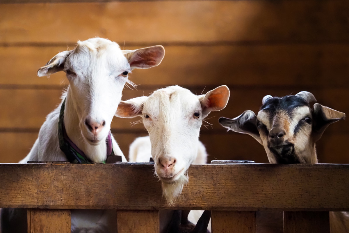 Are Goats Good Pets? – Parade: Leisure, Recipes, Well being, Life, Holidays